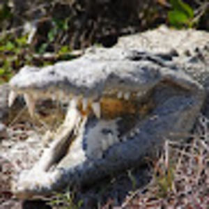 Meet your Posher, William